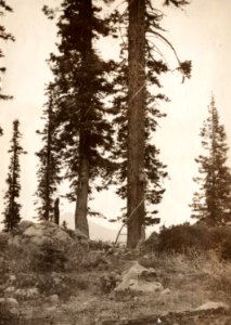 W-3-03 BrushMt Lookout YewSpiralLadder 1914