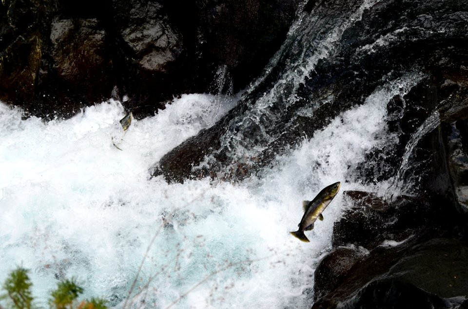 Salmon Jumping on Duckabush River-Olympic