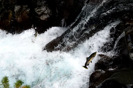 Salmon Jumping on Duckabush River-Olympic photo