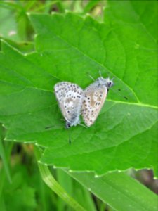 Gray & Blue Butterfly-Unknown photo
