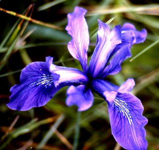 blue-purple dwarf iris photo
