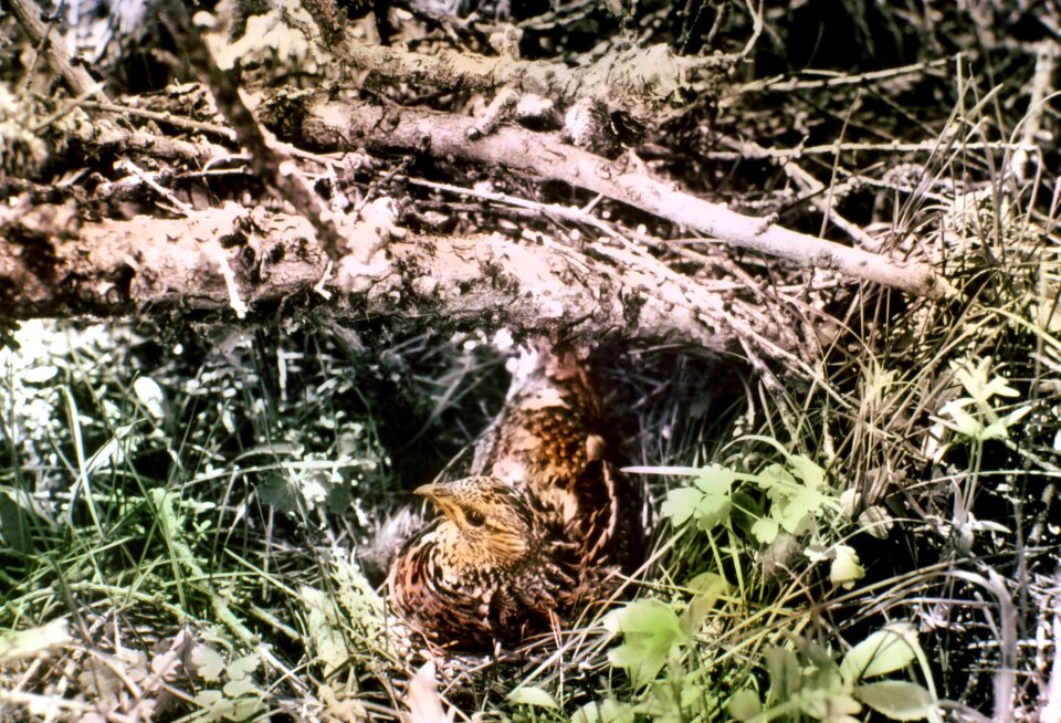 375580 Ruffed Grouse on Nest, Malheur NF 1938