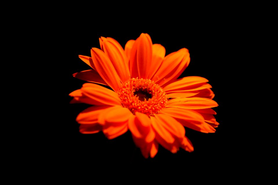 Orange On Black
