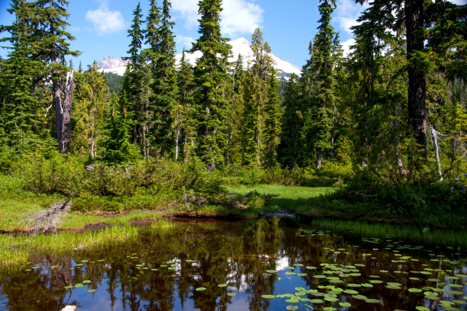 Schriebers Meadow and Mt Baker from the Pacific Northwest Trail