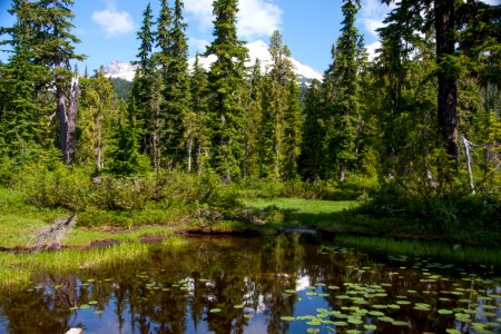 Schriebers Meadow and Mt Baker from the Pacific Northwest Trail