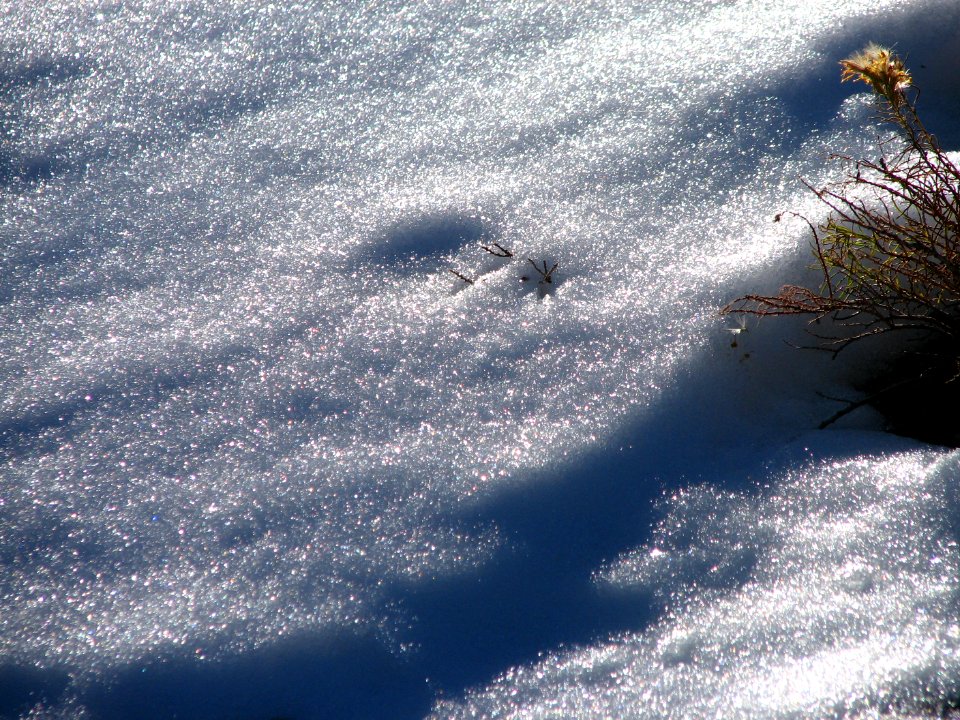 snow texture
