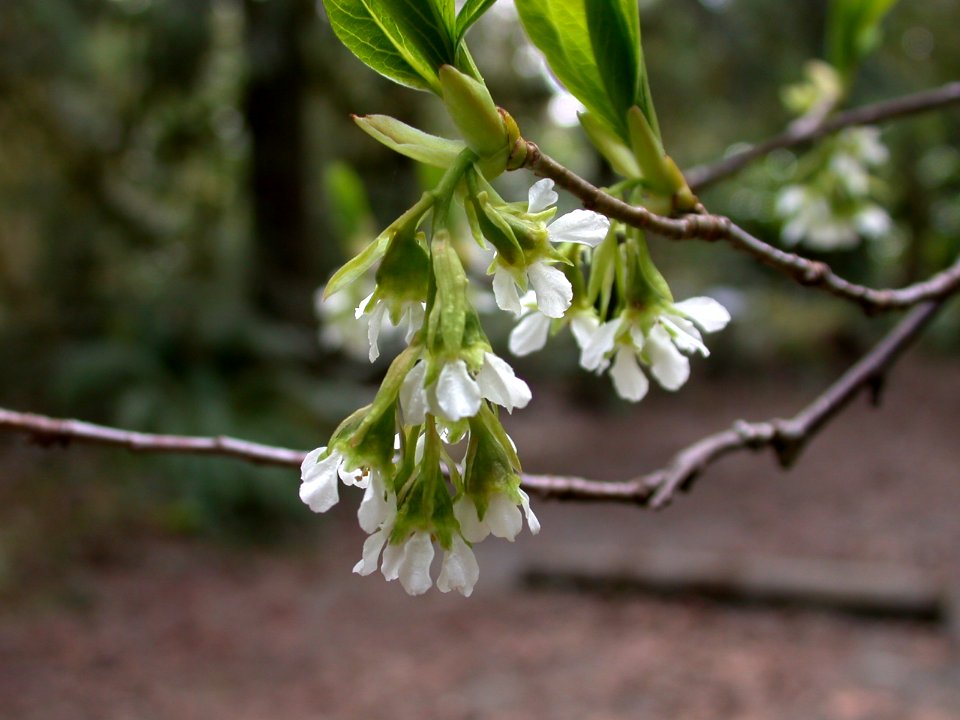 Indian Plum Flower-Olympic