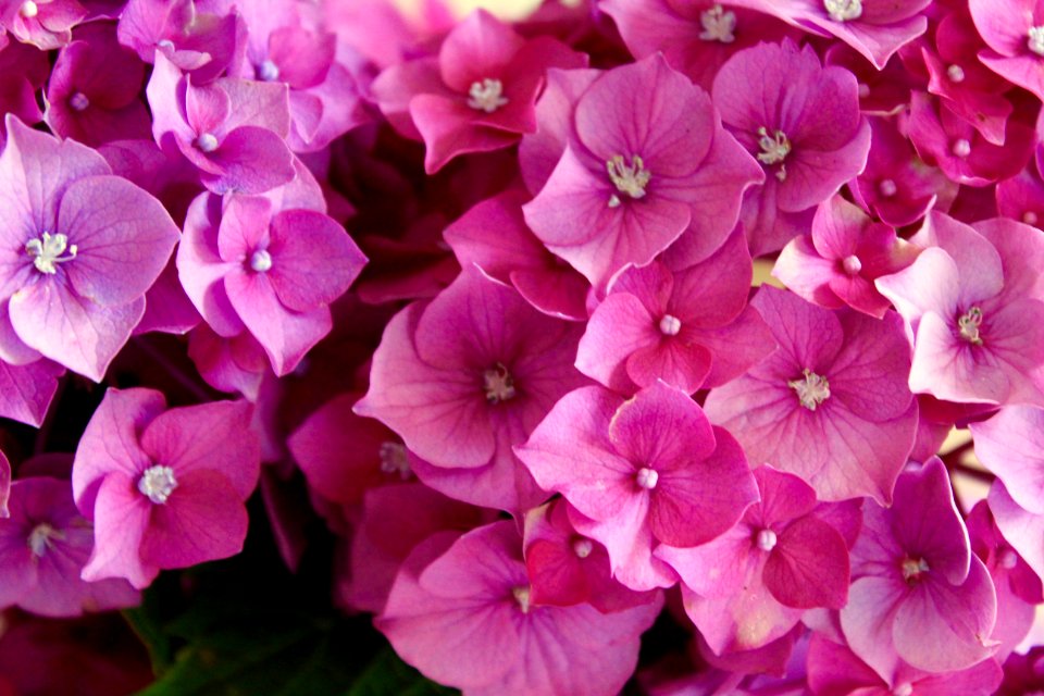Shades of pink