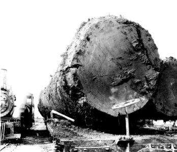 --- Spruce Log on Rail Car