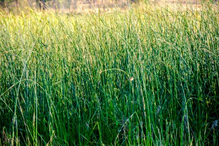 Finch hiding in Marsh Rushes-Fremont Winema photo