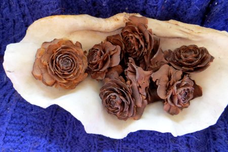 pine cone roses 1 photo