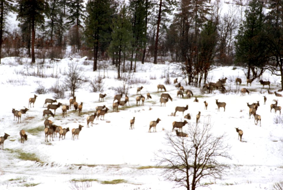 Wintering elk, Oak Creek Game Range, Washington.jpg