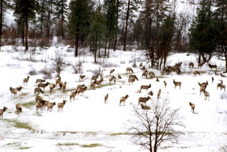 Wintering elk, Oak Creek Game Range, Washington.jpg