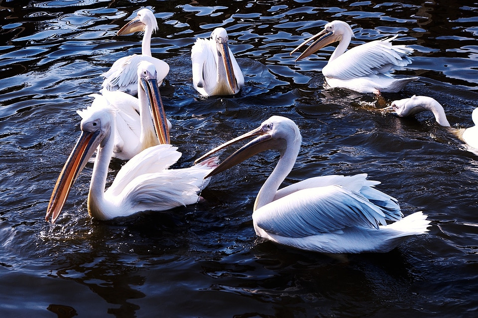 Zoo pelican animals