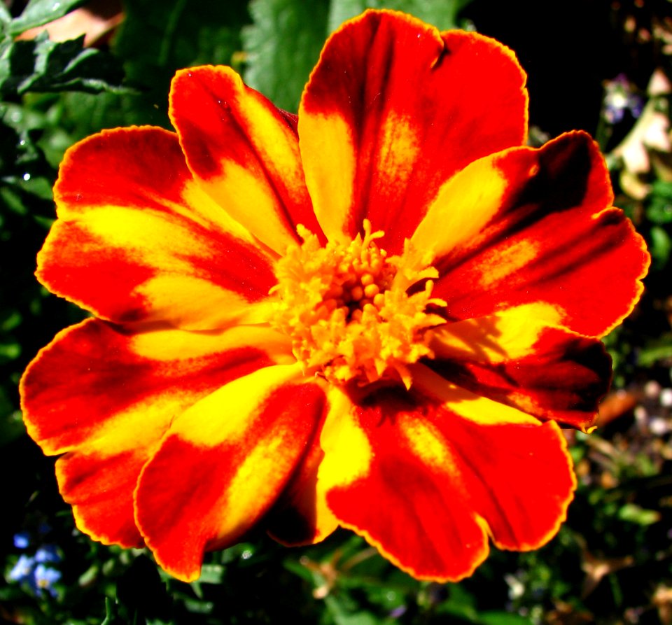 marigold 2