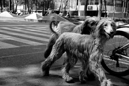 Paseo de la Reforma 2017 photo