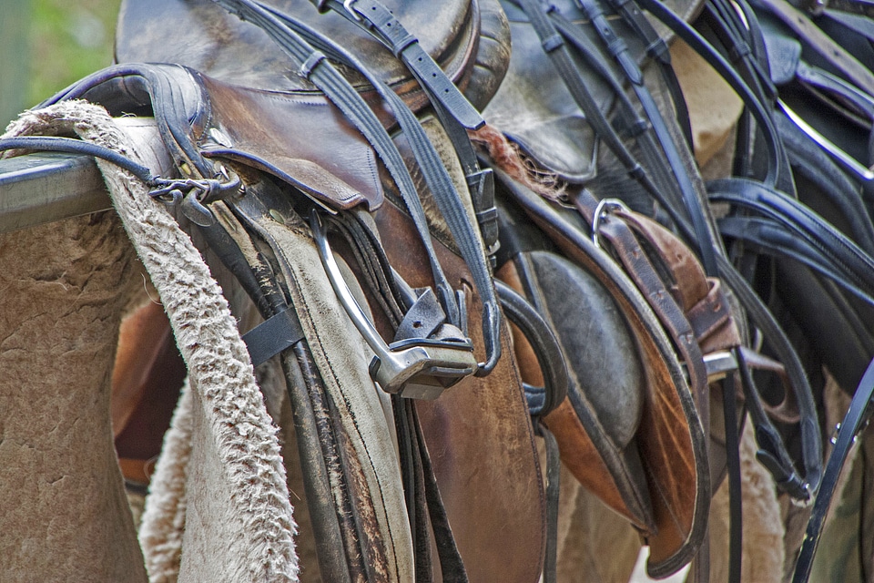 Horse equestrian ride