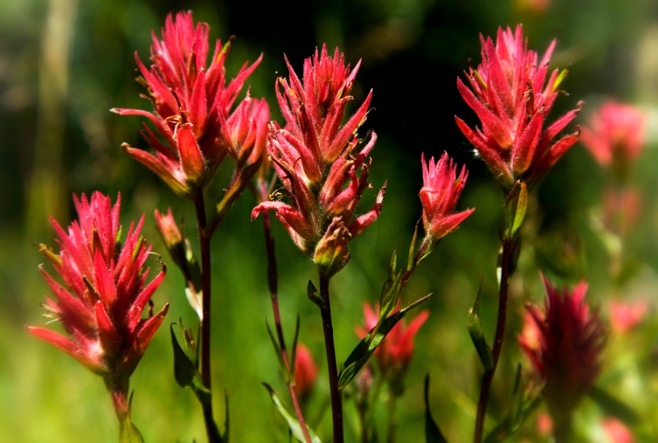 Red Indian Paintbrush-Unknown