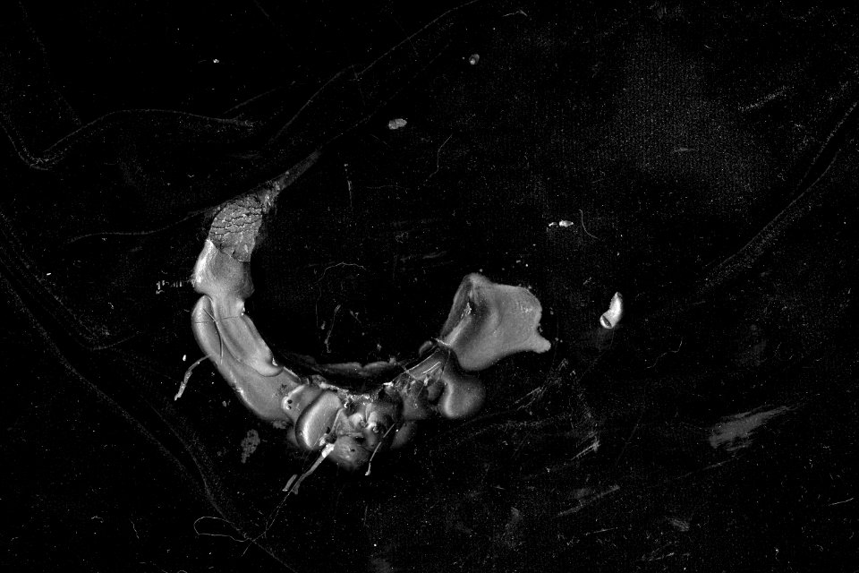 insectlike candle-wax splat