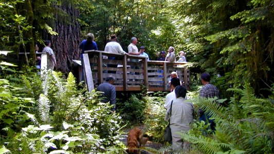 Lake Quinault Retiree Reunion at Big Tree, Olympic National Forest