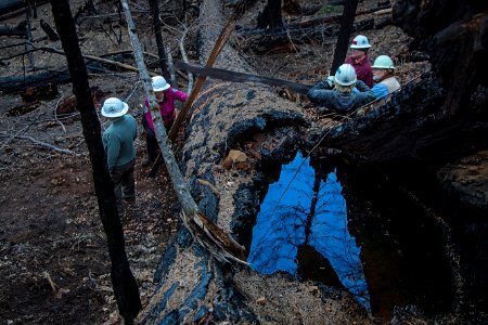 Working together to restore trails with a highly trained crew of volunteers, Clearing some large diameter logs from Gorton Creek Trail in Wilderness, photo by Terry Hill.