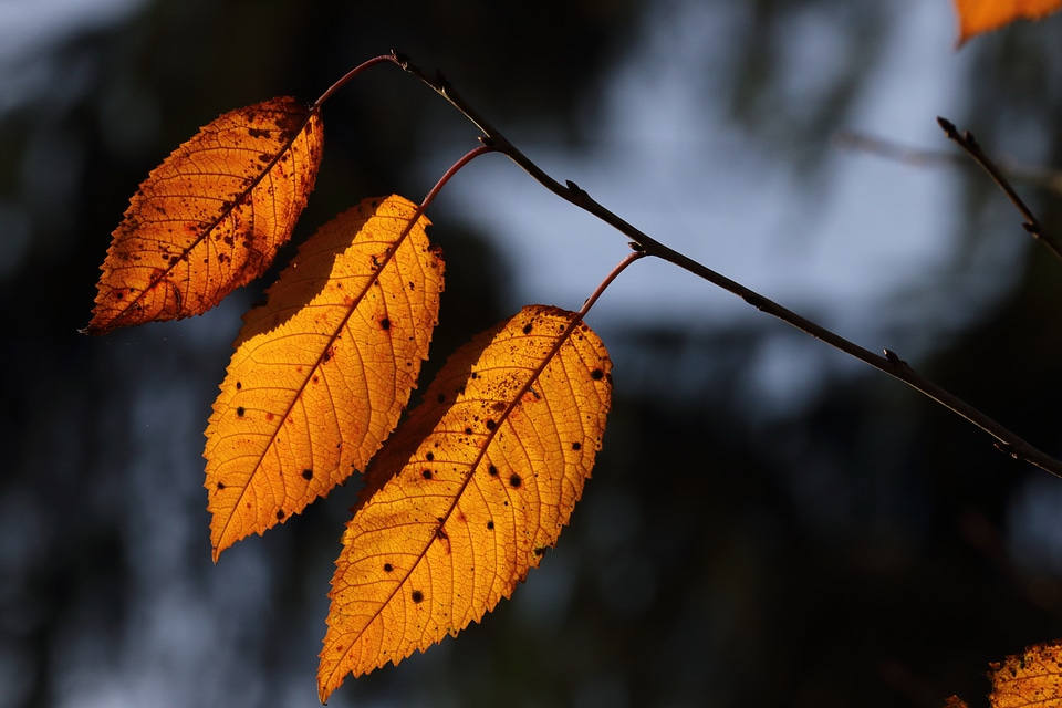 Leaf backlighting golden leaves