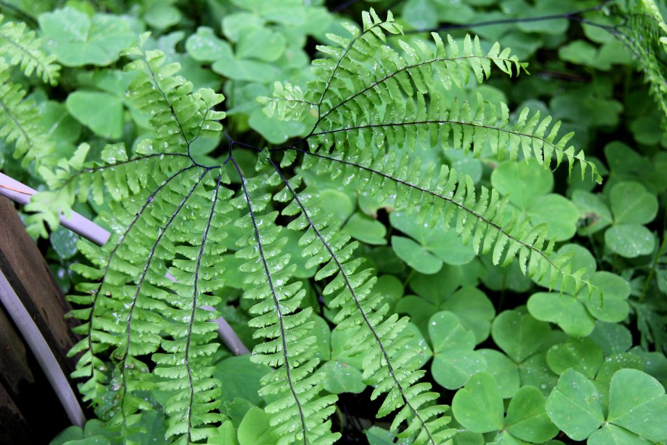 Dew Covered Ferns and Clovers, Mt Hood National Forest