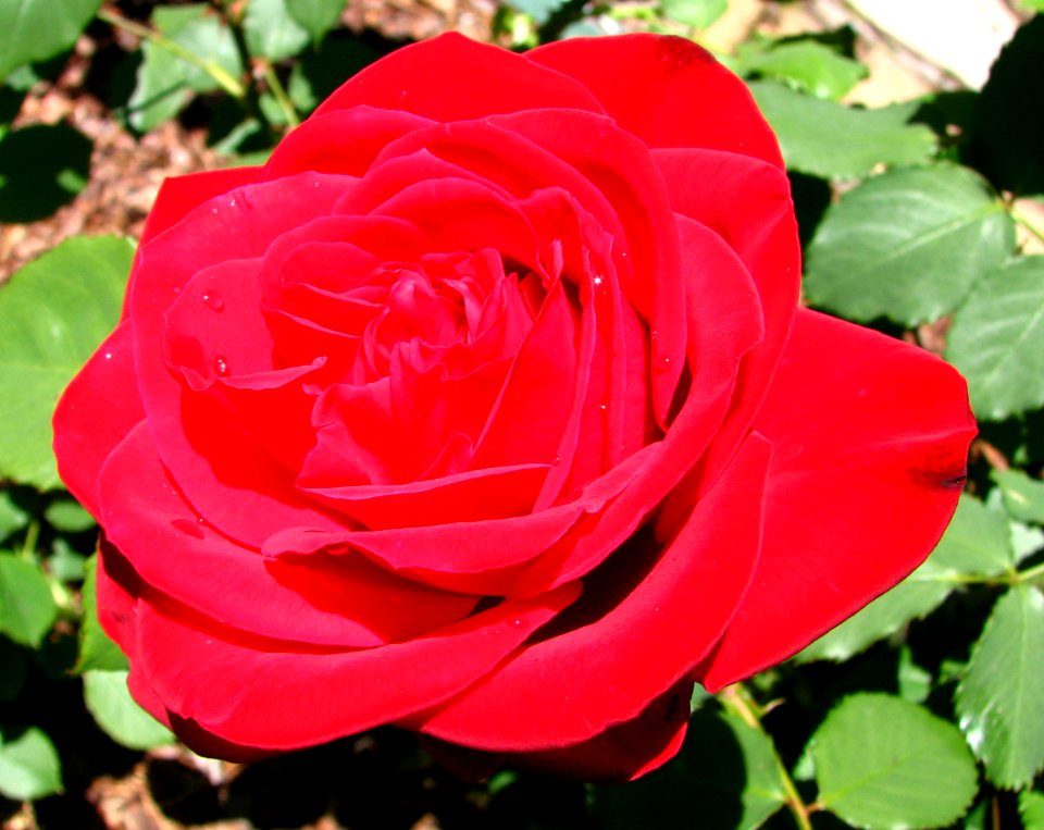red rose 2