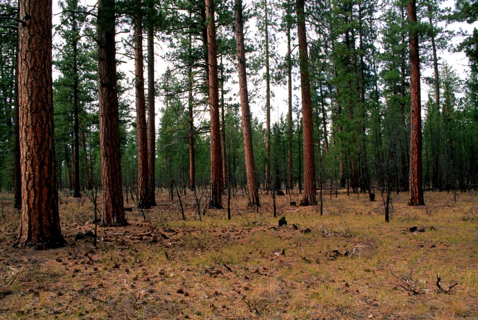 Prescribed fire treated stand, Fremont-Winema National Forest