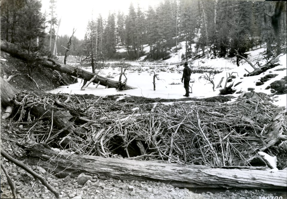 1935 Ochoco December Beaver 002