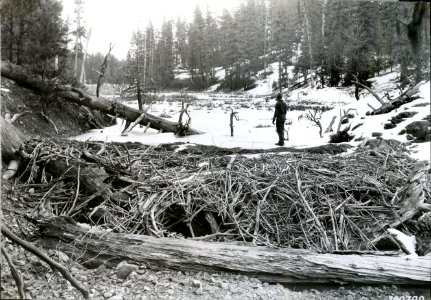 1935 Ochoco December Beaver 002