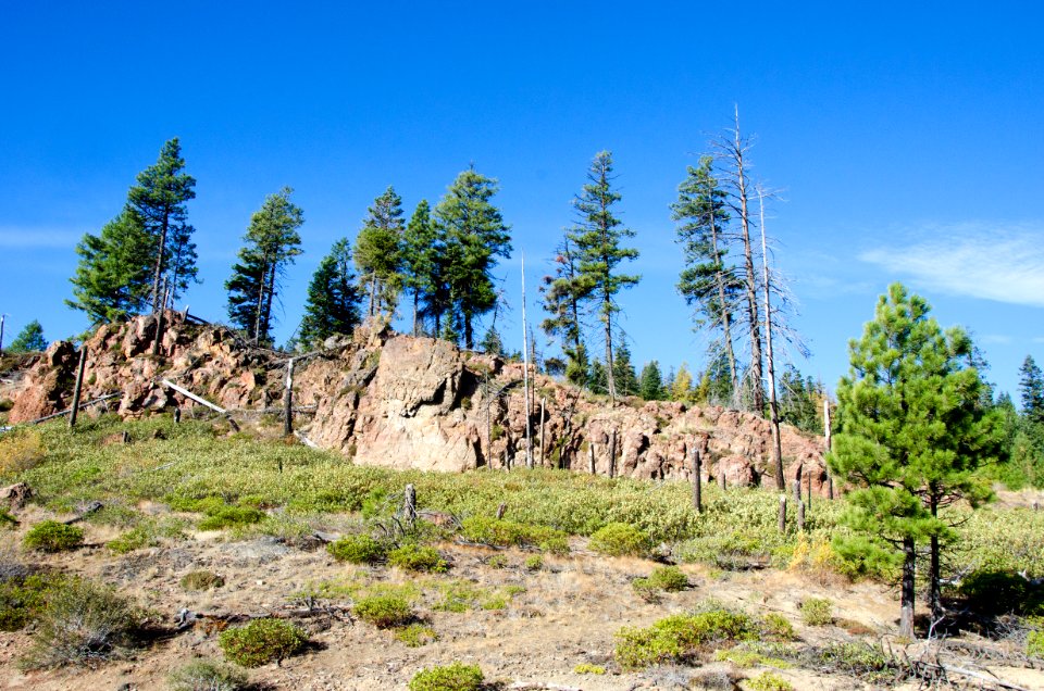 Lodgepole Pines on Bluff-Ochoco