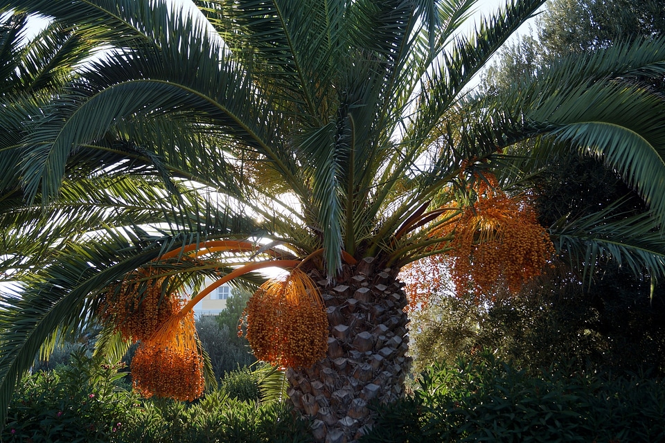 Datlová palma summer mediterranean