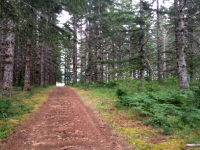 Road in Denny Ahl Seed Orchard, Olympic National Forest