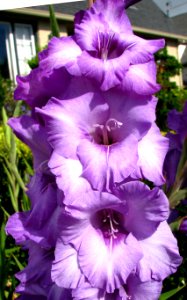 violet gladiolas