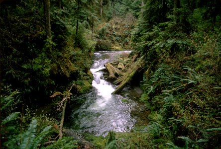 Willaby Creek, Olympic National Forest.jpg photo