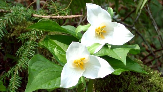 Pair of Trilliums, Olympic National Forest photo