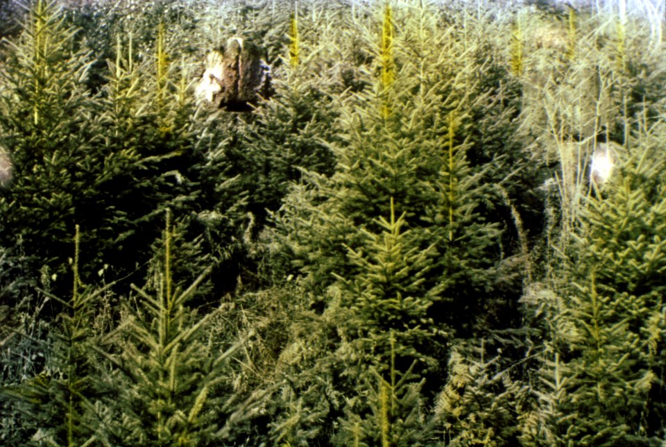 196017 Douglas-fir Saplings, Skamania Co., WA