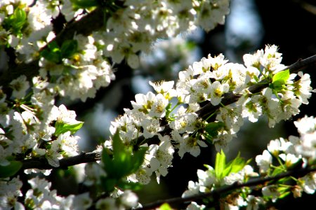 white fruit-tree blossoms 2