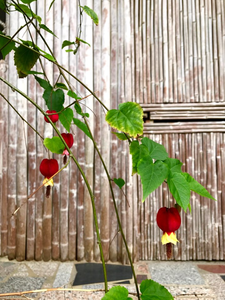 Hybrid fuchsia, Chinese New Year Flower