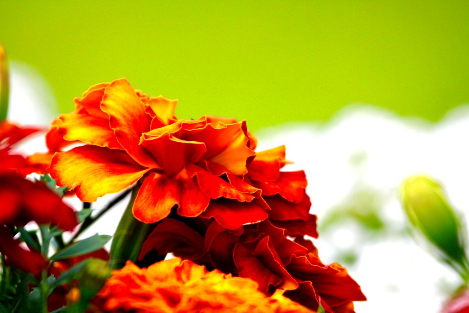 orange  mari- gold