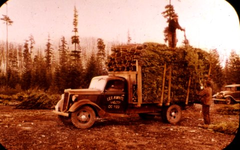 358180 Christmas Trees, Olympic NF