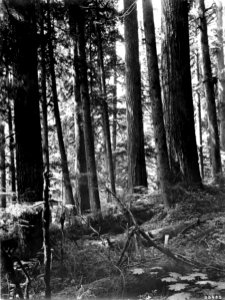 95445 Douglas-fir & Hemlock Forest, Snoqualmie NF, WA 1911 photo