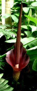 black calla lily 2 (corpse flower) photo