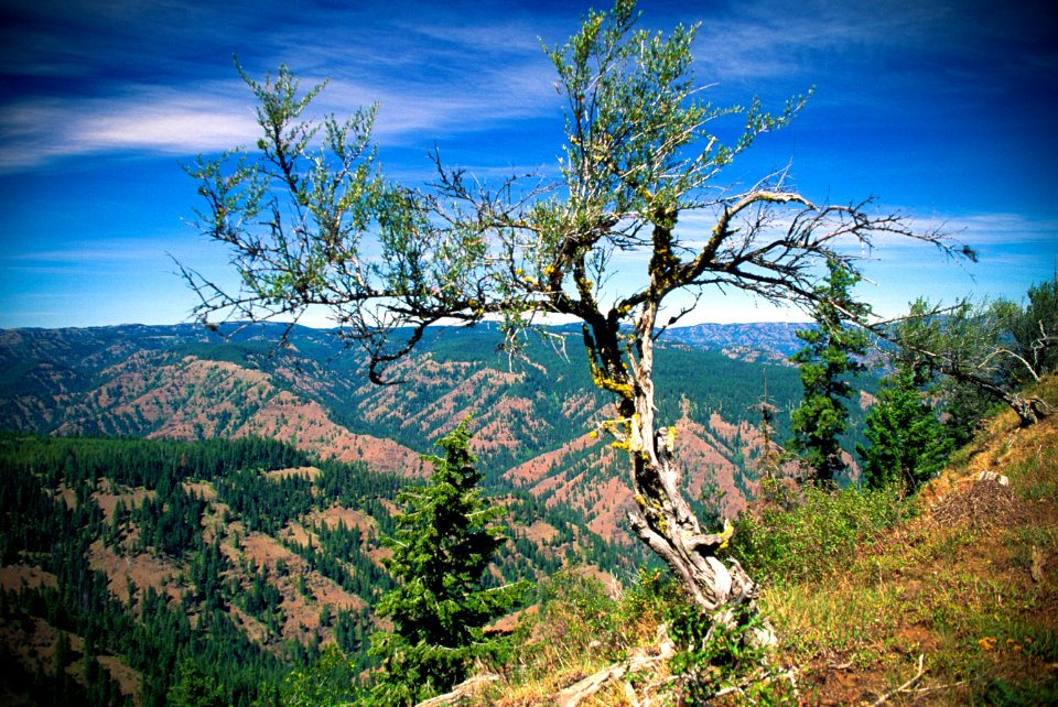 Hillside above Umatilla Breaks-Umatilla