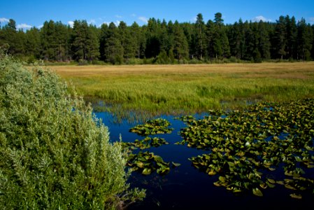 Reeds & Lily Pads at Klamath Marsh NWF-Fremont Winema photo