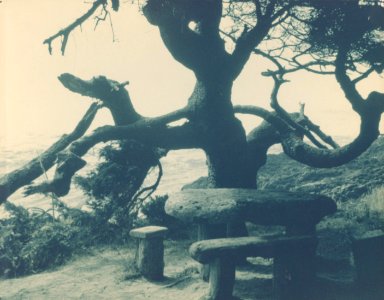 octopus tree