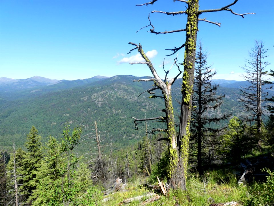 Colville NF Davis Lake June 2020 by Sharleen Puckett 3
