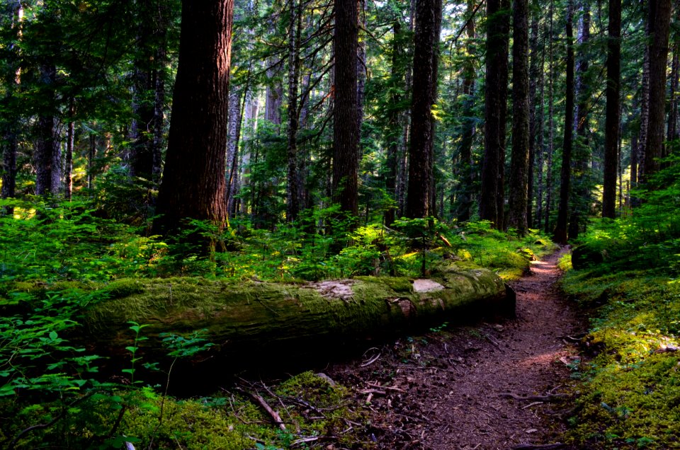 Tunnel Creek Trail, Olympic National Forest