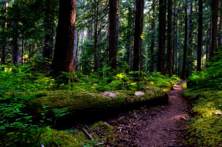Tunnel Creek Trail, Olympic National Forest photo